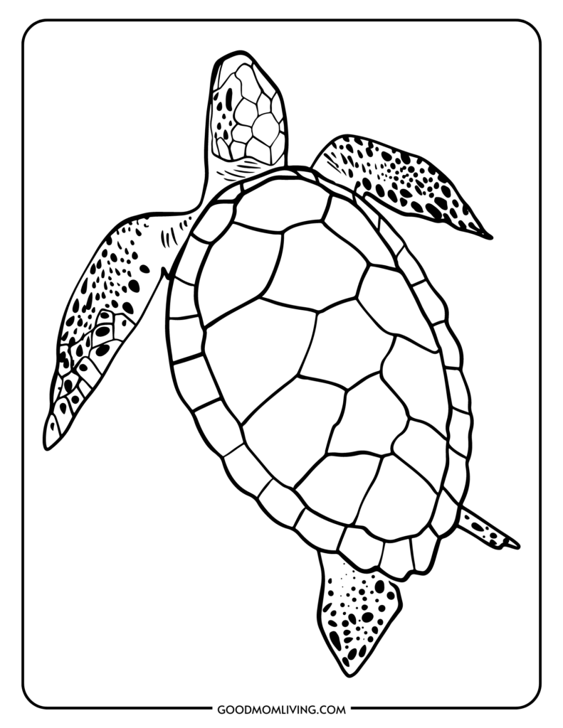 Sea turtle coloring pages free printable turtles