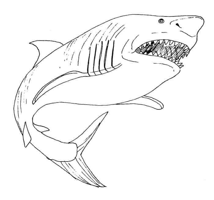 Realistic shark coloring pages cã máºp äáng váºt cã voi