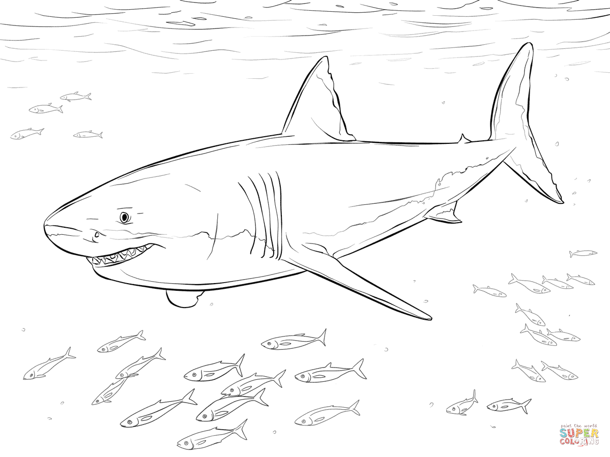 Great white shark with pilot fishes coloring page free printable coloring pages