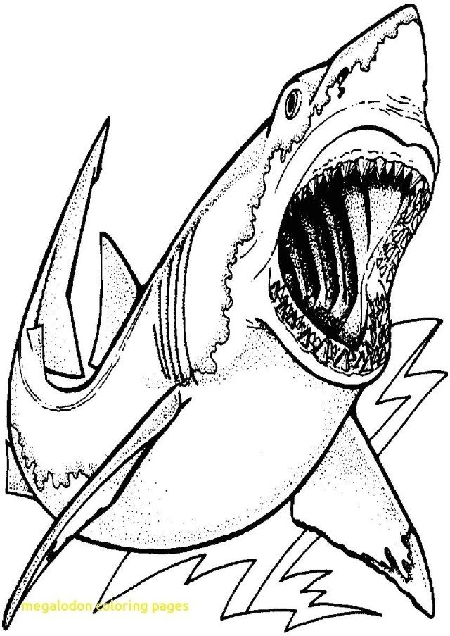 Wonderful photo of coloring pages sharks