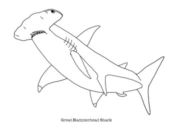 Great hammerhead shark coloring page by mama draw it tpt