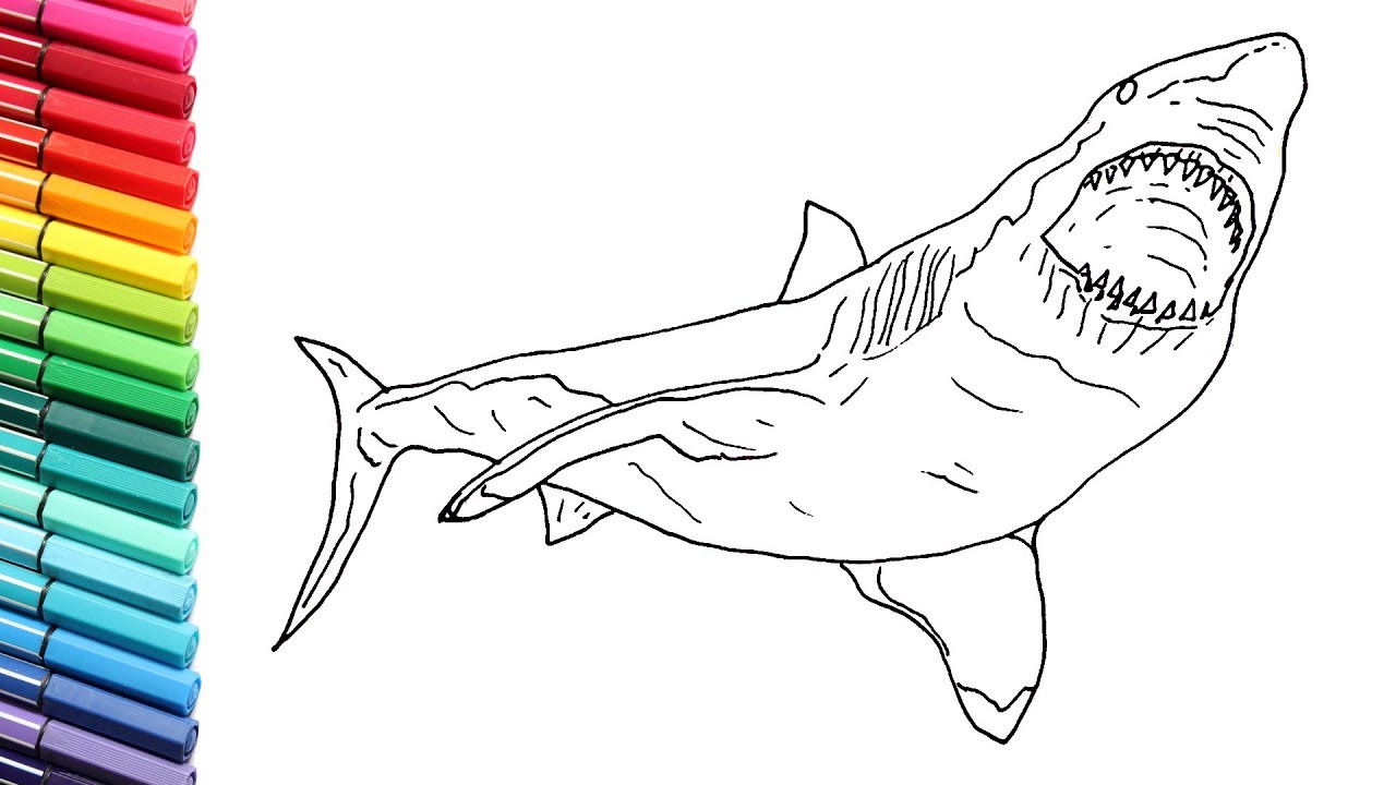 How to draw shark