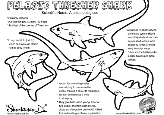 Shark education coloring sheets