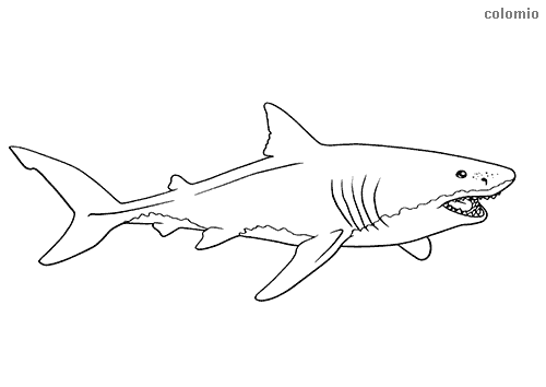 Sharks coloring pages free printable shark coloring sheets