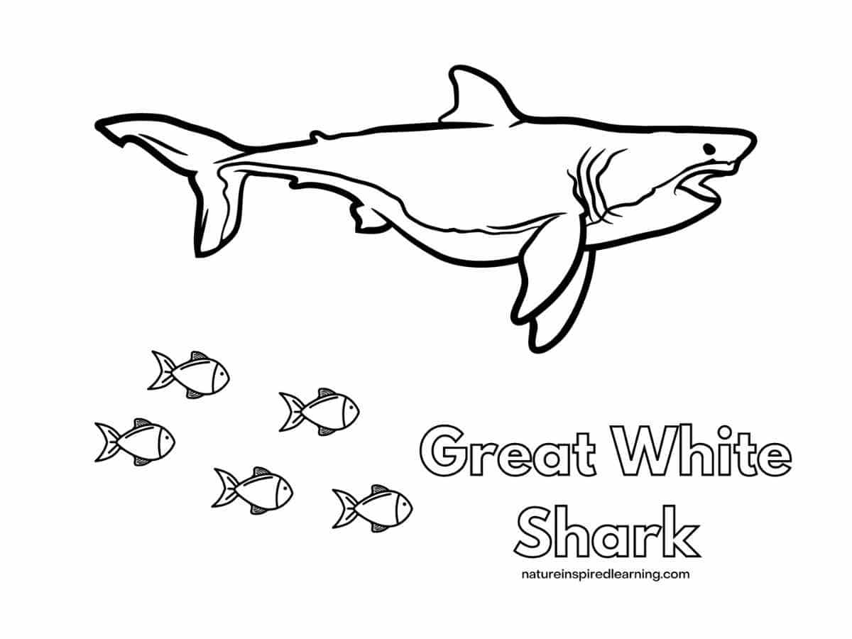 Great white shark coloring pages