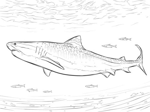 Realistic tiger shark coloring page shark coloring pages tiger shark shark drawing