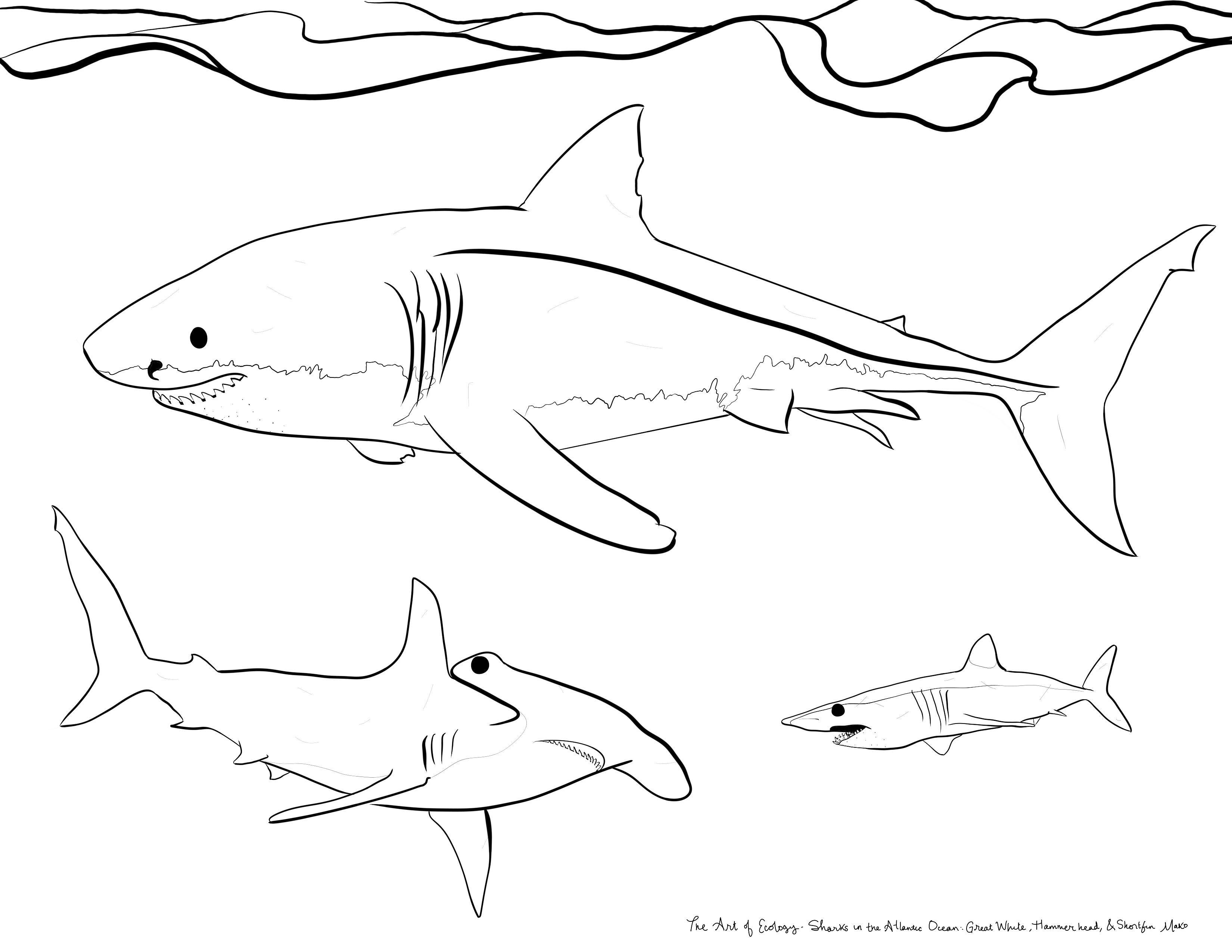 Marine animals coloring page bundle