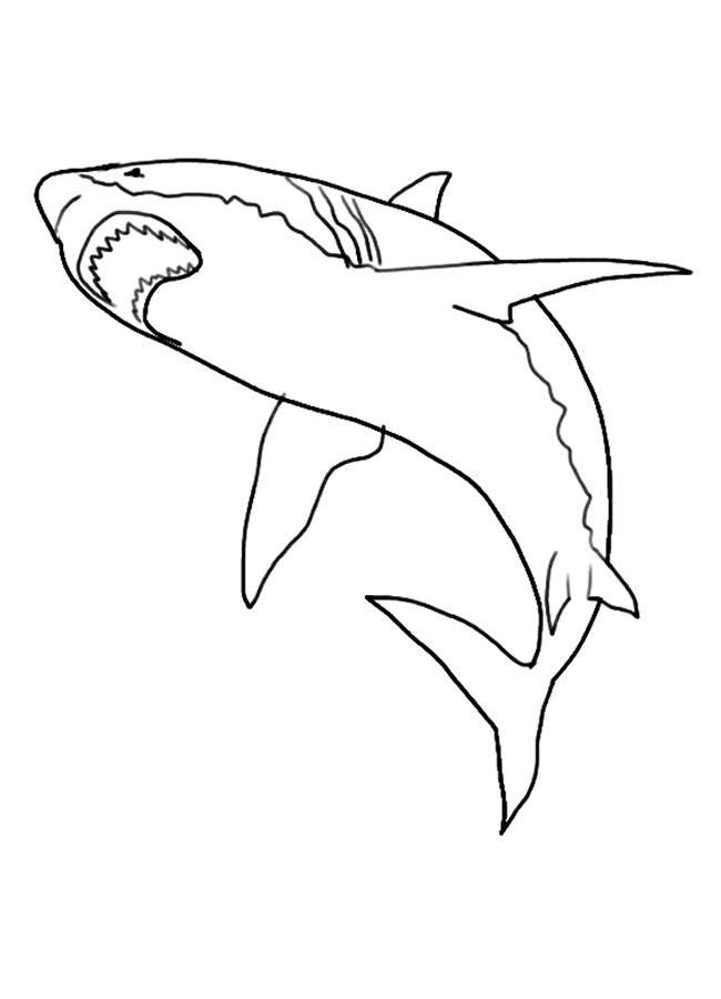 Free printable shark coloring pages for kids shark coloring pages shark illustration shark drawing