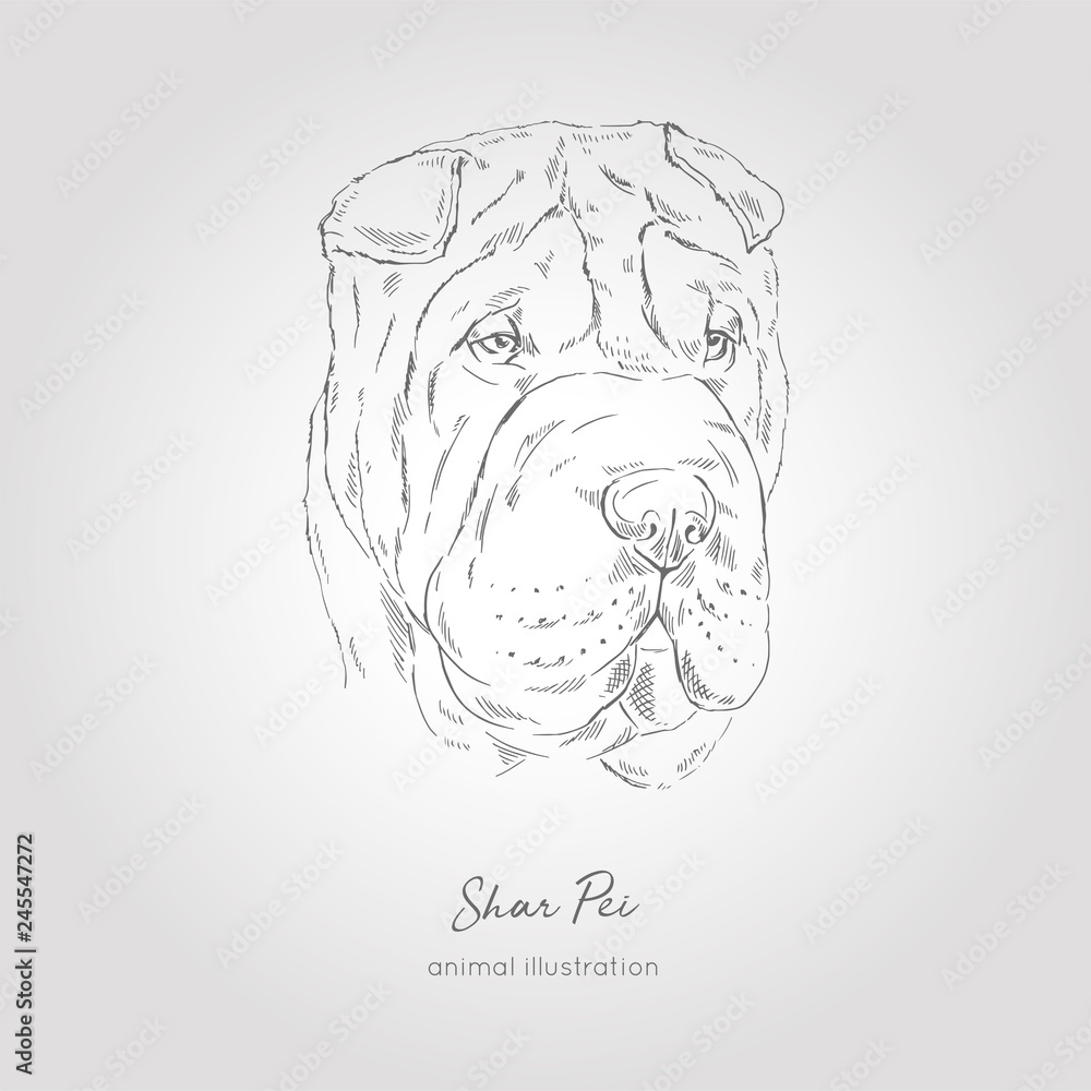 Vector portrait illustration of shar pei dog breed hand drawn ink realistic sketching perfect for logo branding t