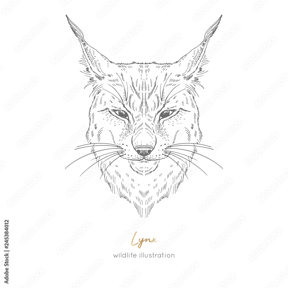 Symmetrical vector portrait illustration of lynx hand drawn ink realistic sketching isolated on white perfect for logo branding t