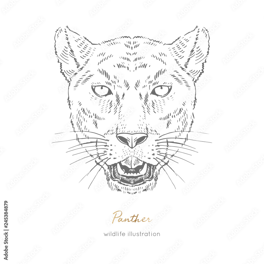 Symmetrical vector portrait illustration of roaring black panther hand drawn ink realistic sketching isolated on white perfect for logo branding t