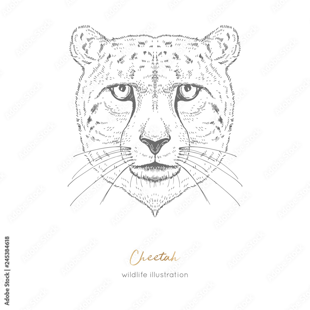 Symmetrical vector portrait illustration of cheetah hand drawn ink realistic sketching isolated on white perfect for logo branding t