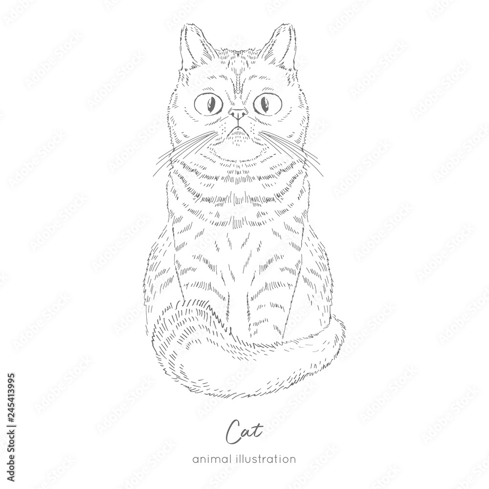 Symmetrical vector illustration of cat hand drawn ink realistic sketching isolated on white perfect for logo branding t