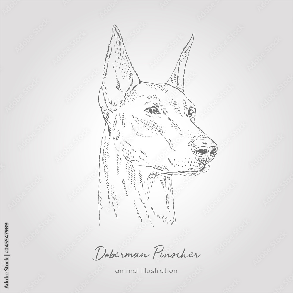 Vector profile portrait illustration of doberman pinscher dog breed hand drawn ink realistic sketching perfect for logo branding t