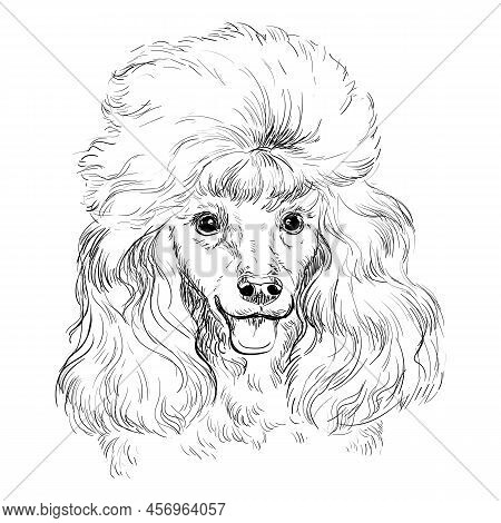 Poodle hand drawing vector photo free trial bigstock