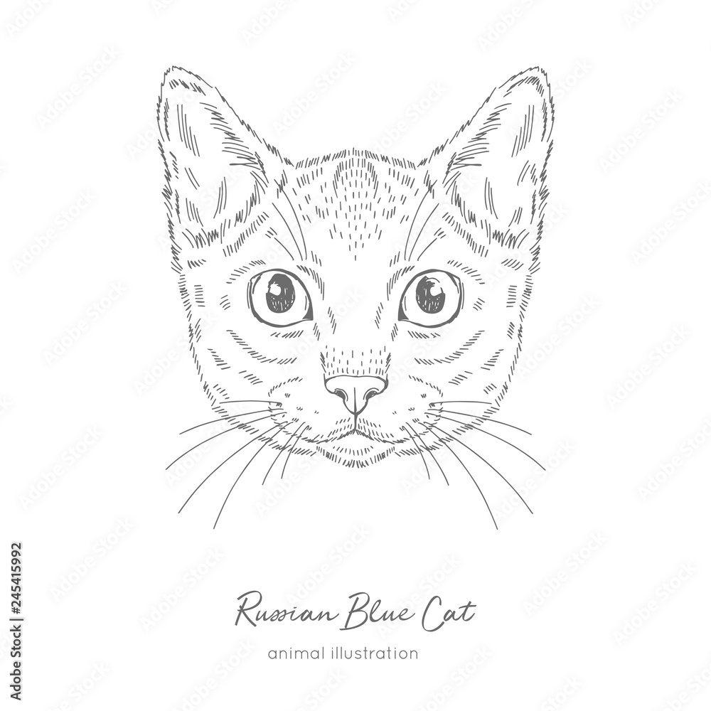 Symmetrical vector portrait illustration of russian blue cat hand drawn ink realistic sketching isolated on white perfect for logo branding t