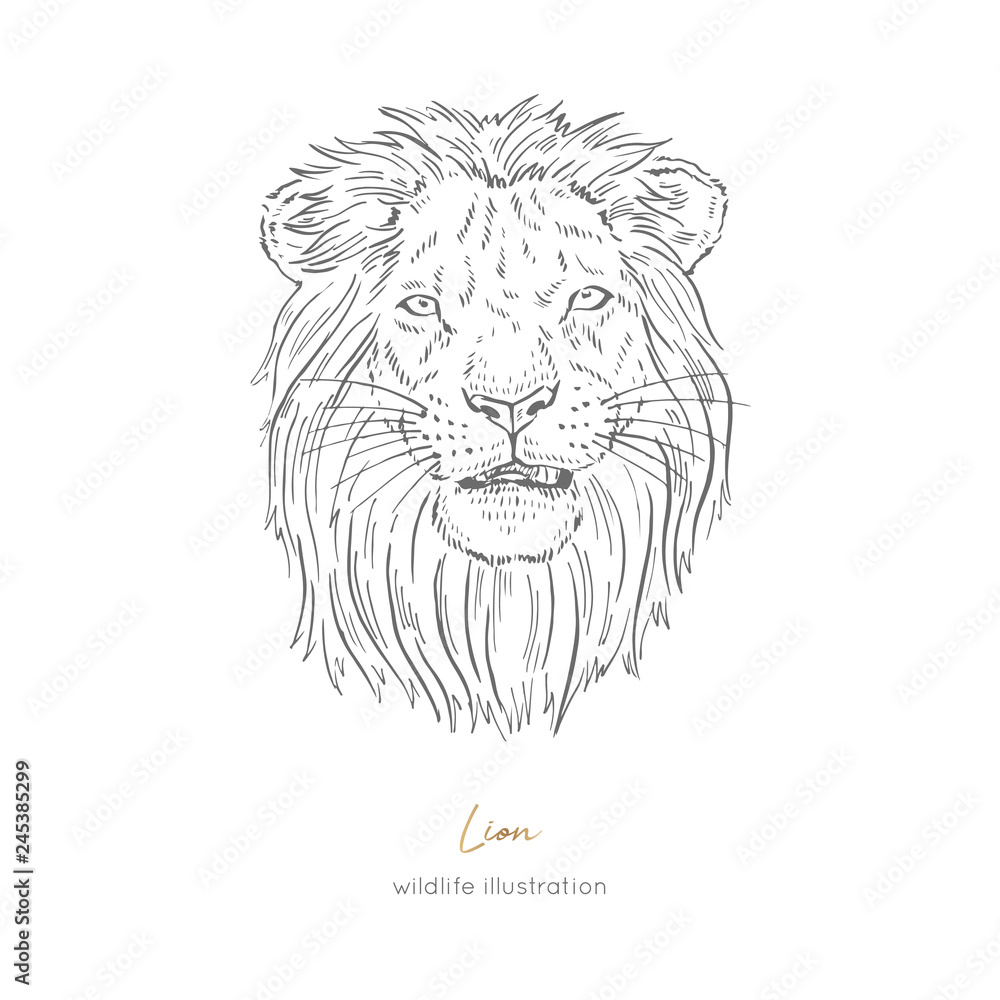 Vector portrait illustration of roaring lion hand drawn ink realistic sketching isolated on white perfect for logo branding t