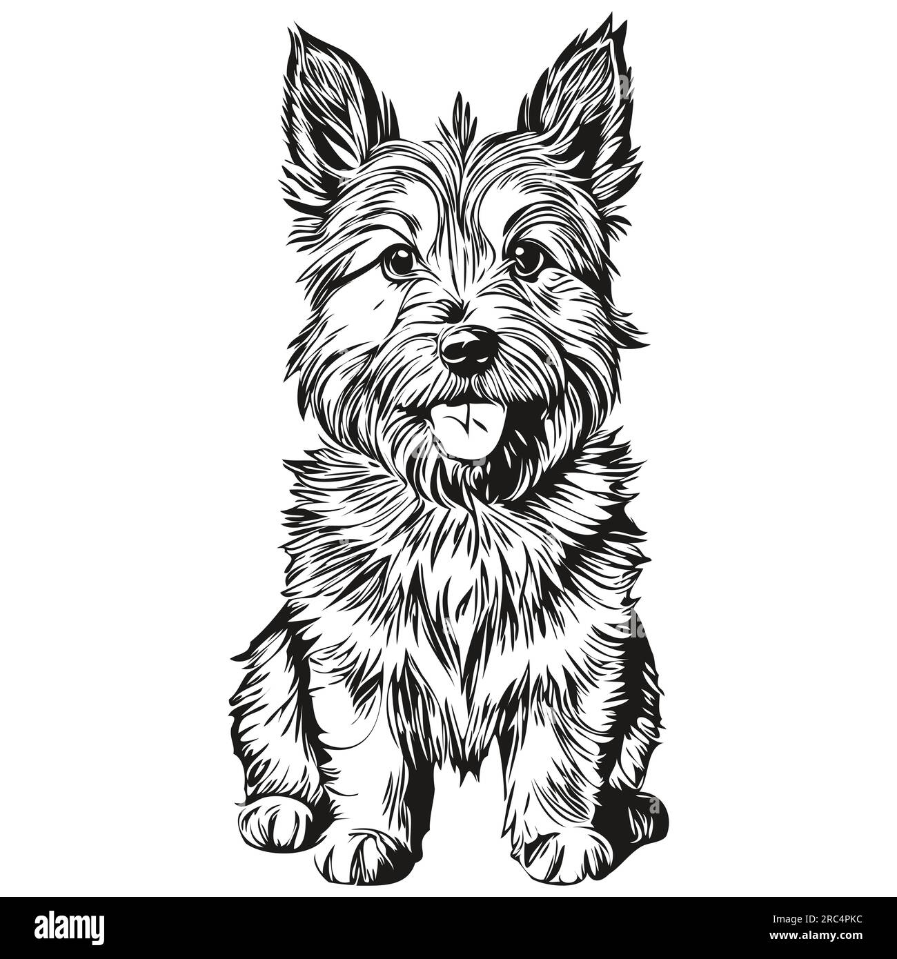 Norwich terrier dog t shirt print black and white cute funny outline drawing vector realistic pet silhouette stock vector image art