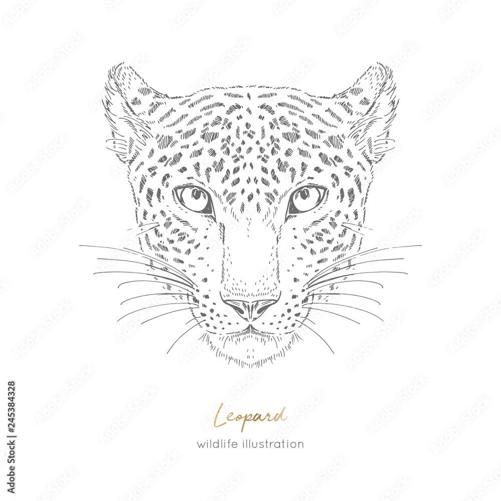 Symmetrical vector portrait illustration of leopard hand drawn ink realistic sketching isolated on white perfect for logo branding t