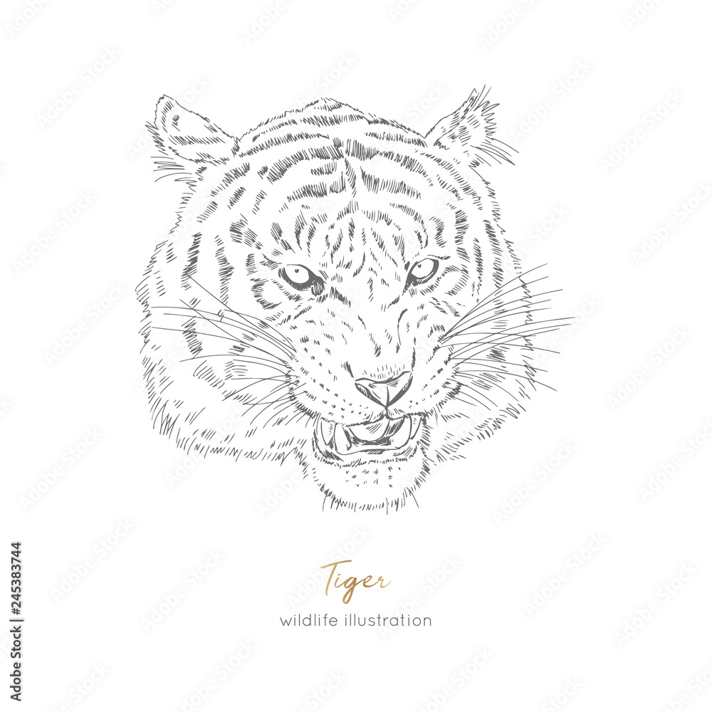 Vector portrait illustration of roaring tiger hand drawn ink realistic sketching isolated on white perfect for logo branding t