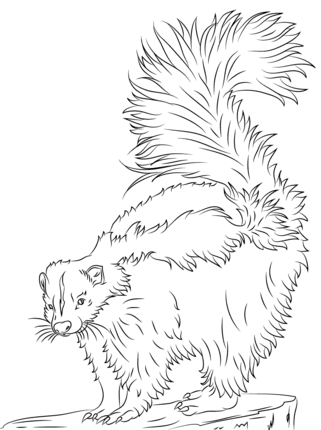 Cute skunk coloring page supercoloring animal drawings sketches animal coloring pages owl coloring pages