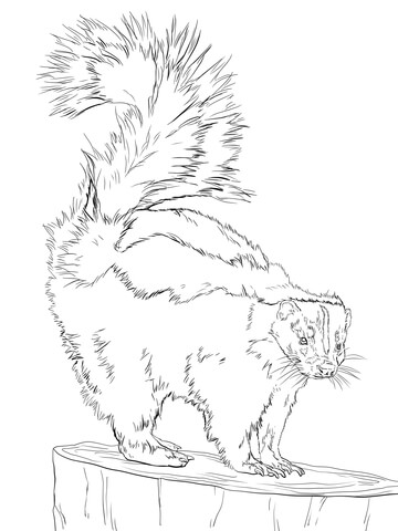 North american striped skunk coloring page free printable coloring pages