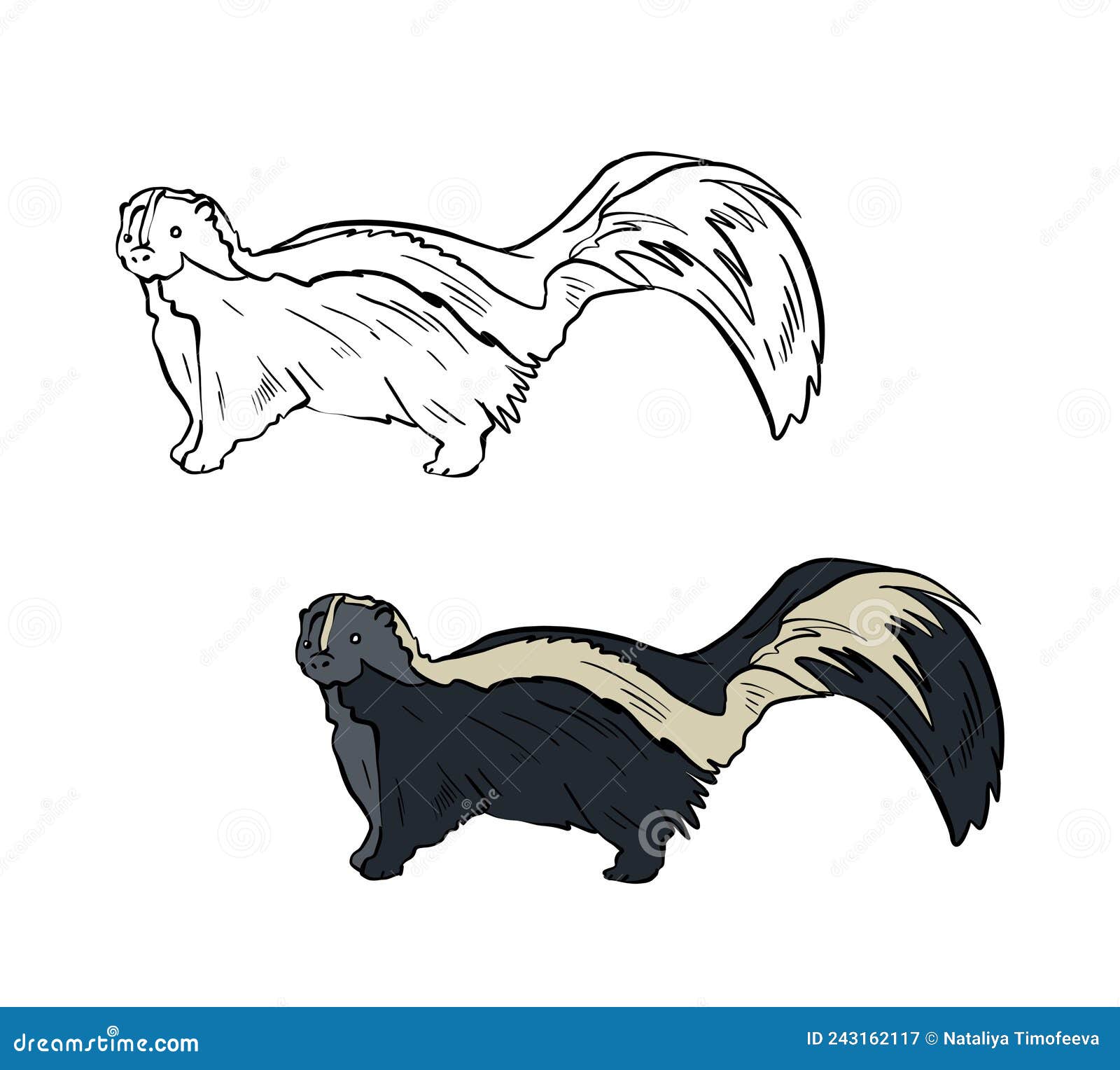 Illustration for a coloring book in color and black and white drawing of a skunk on a white isolated background stock illustration