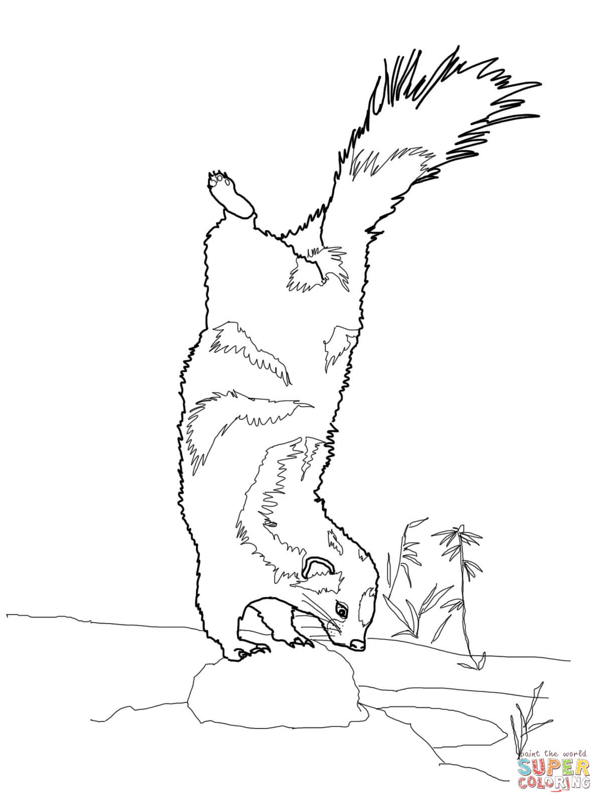 Spotted skunk ready to spray coloring page free printable coloring pages