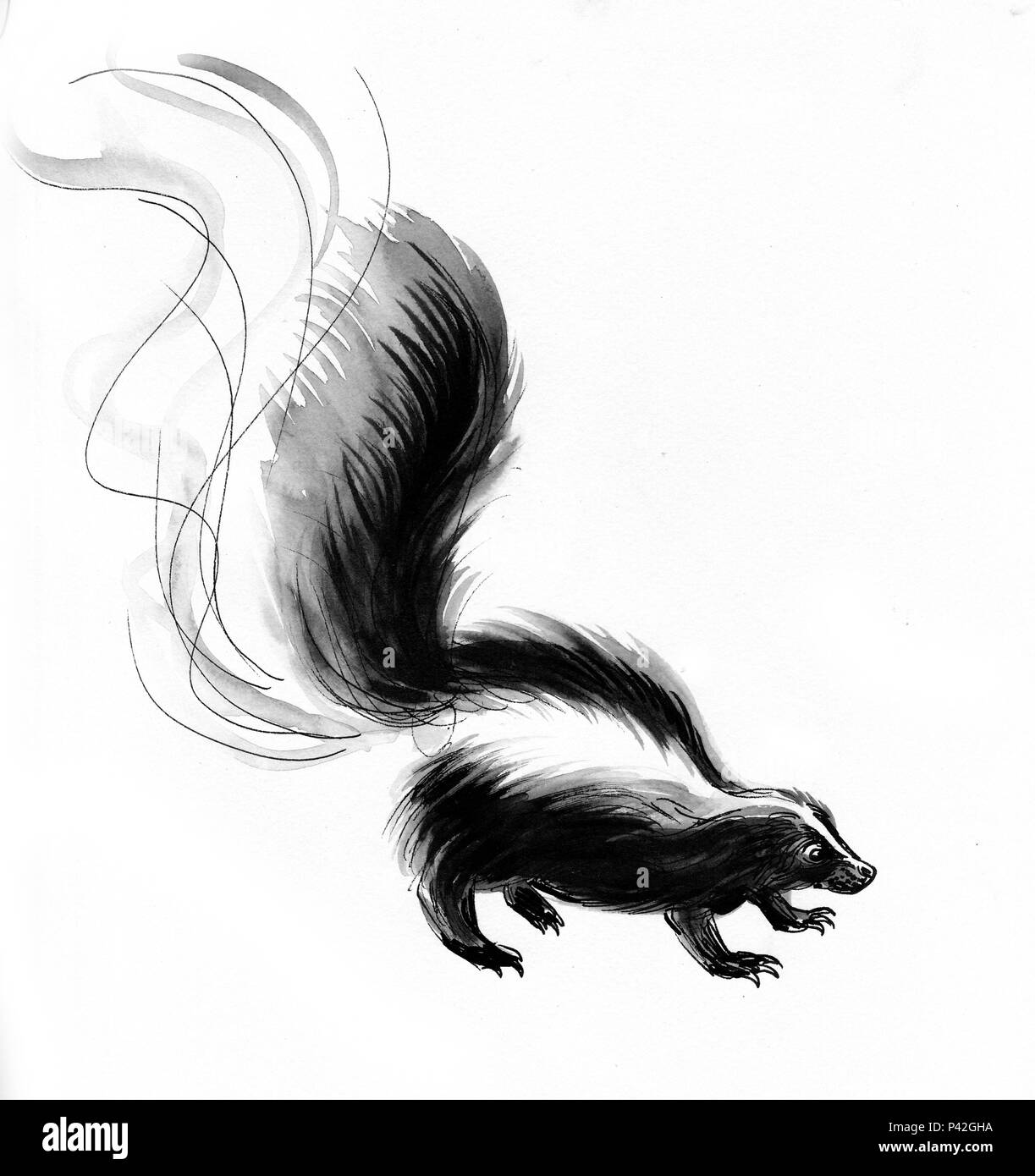 Skunk drawing hi