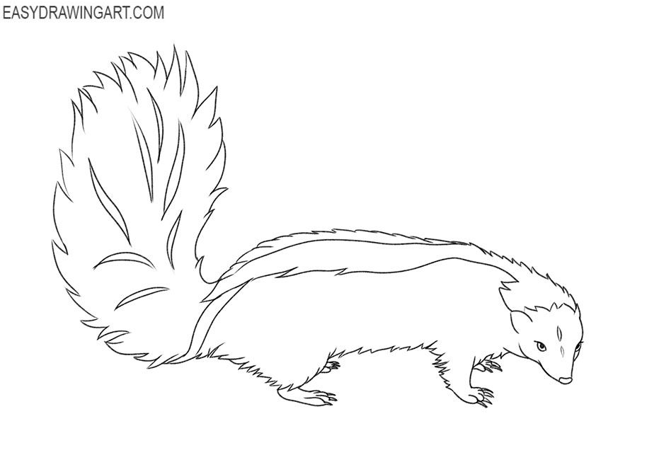 Skunk drawing guide skunk drawing drawings guided drawing