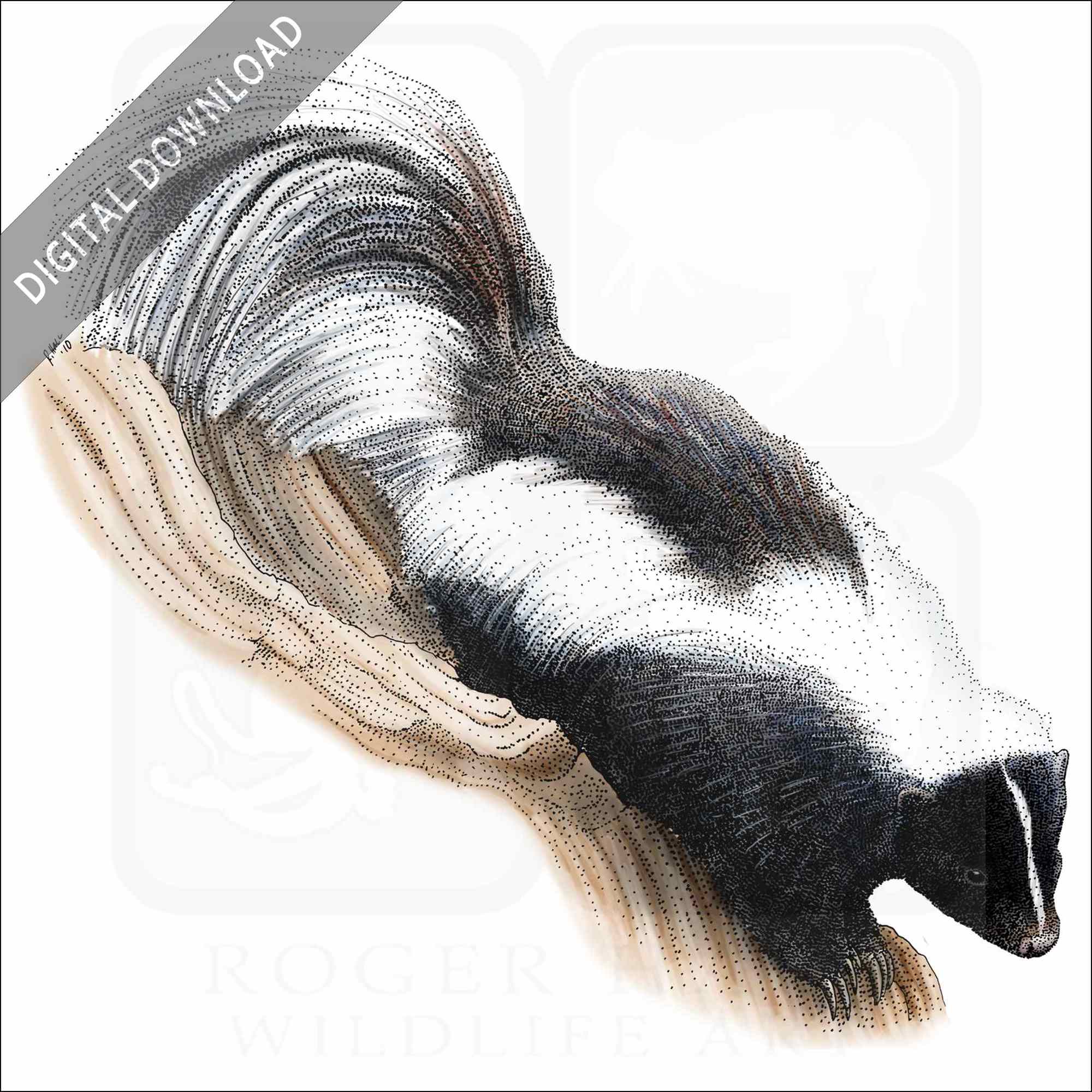 Stock art drawing of a striped skunk