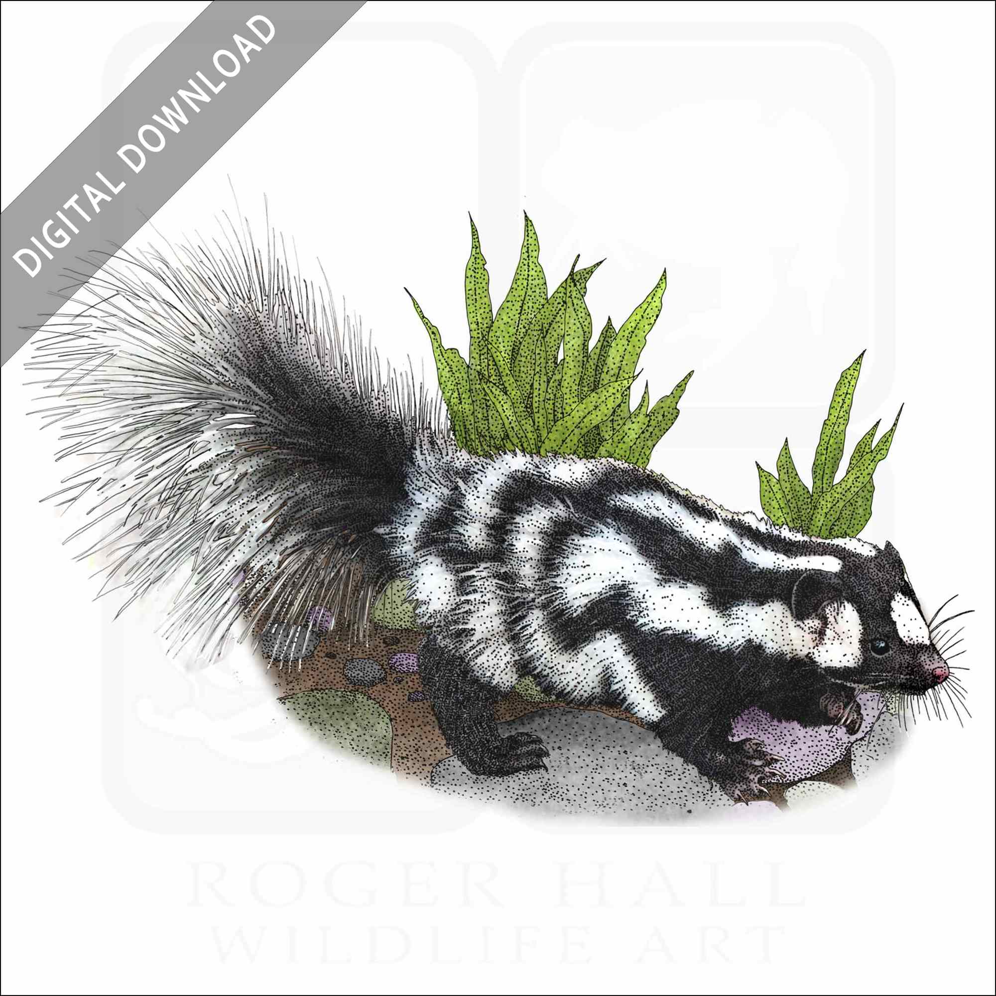 Stock art drawing of a western spotted skunk