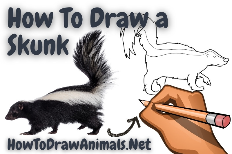 How to draw a skunk