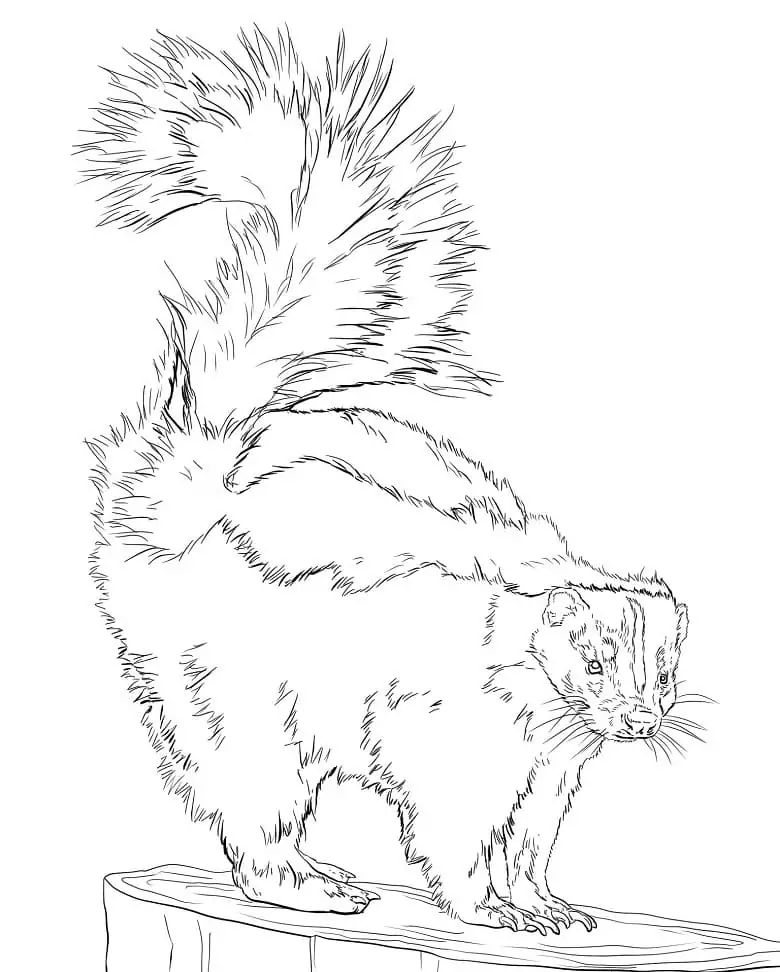 Striped skunk coloring page