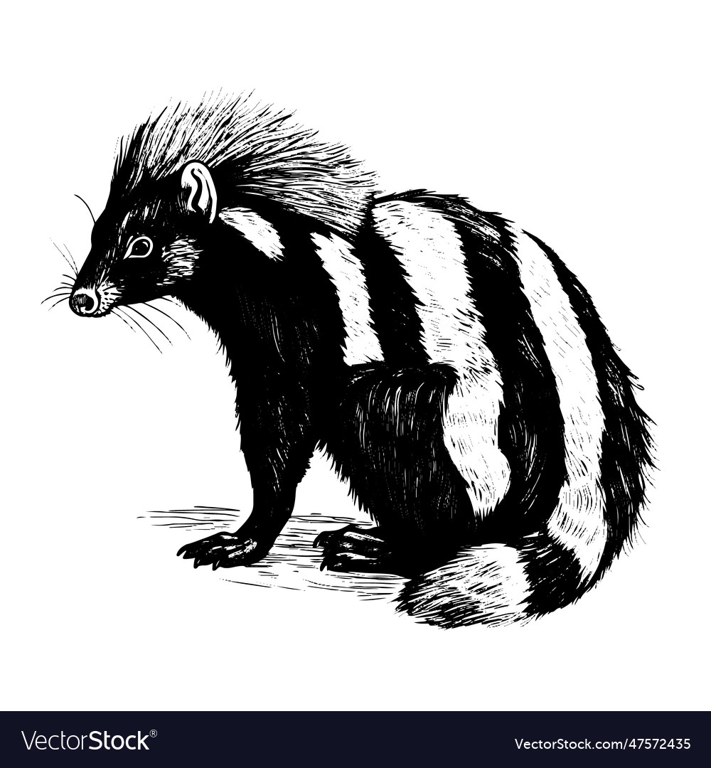 Skunk drawing isolated hand drawn engraved style vector image