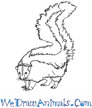 How to draw a realistic skunk