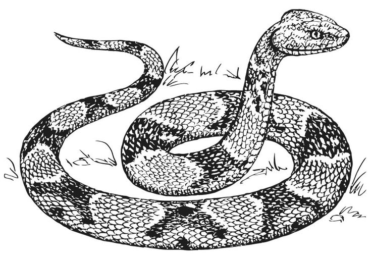 Snake coloring pages snake drawing snake sketch