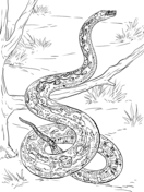 Snakes coloring pages free coloring pages