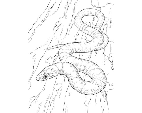 Snake coloring pages