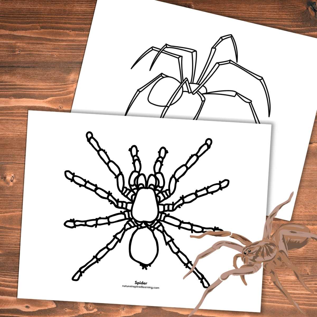 Spider coloring pages