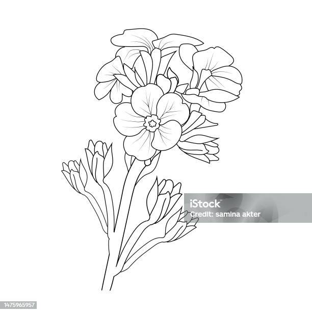 Primula flower coloring pages realistic primrose flower coloring pages easy primrose flower coloring pages illustration sketch