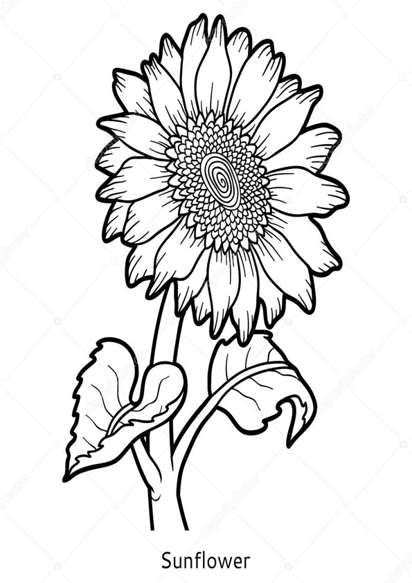 Coloring pages coloring pages sunflower