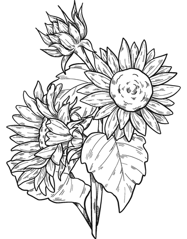 Sunflowers coloring page free printable coloring pages