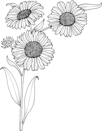 Vibrant sunflowers coloring page