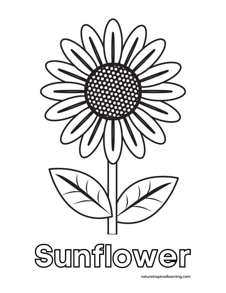 Sunflower coloring pages for kids