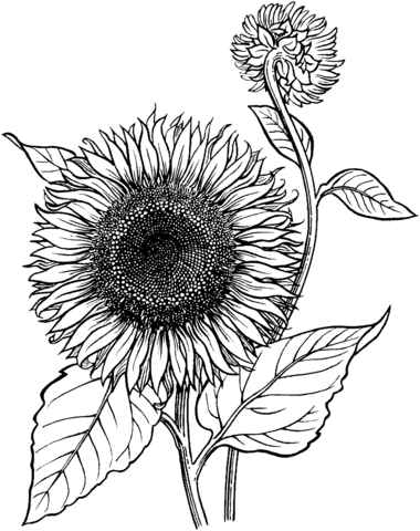 Vibrant sunflower coloring page