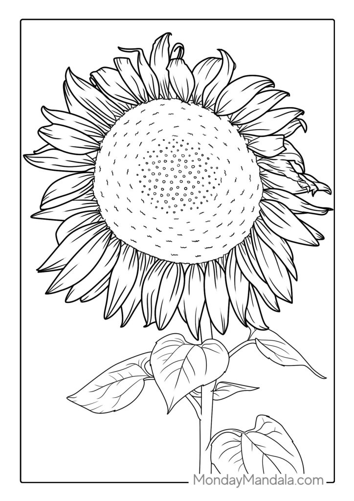 Sunflower coloring pages free pdf printables