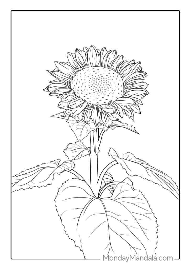 Sunflower coloring pages free pdf printables