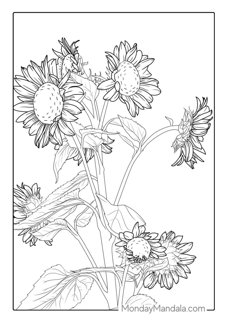 Sunflower coloring pages free pdf printables