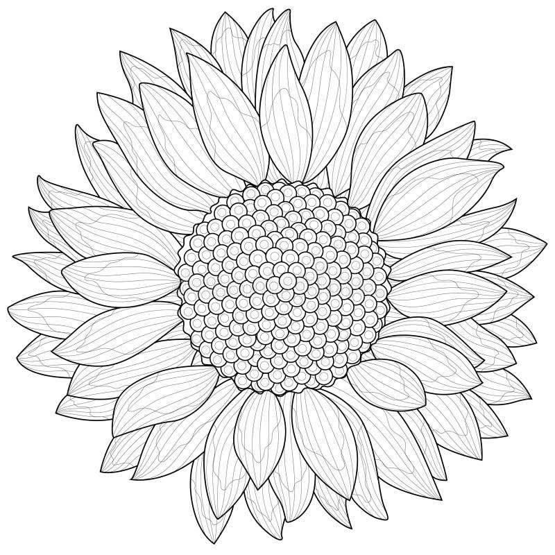 Sunflowercoloring book antistress for children and adults stock vector